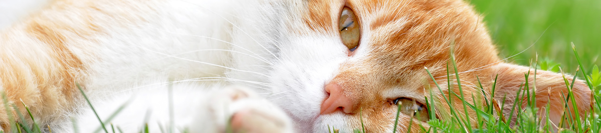 חתול בצבעים כתום ולבן שוכב על הדשא ומתבונן