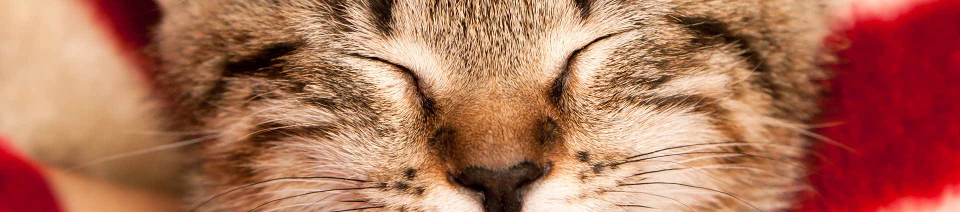 תקריב של עיני חתול עצומות