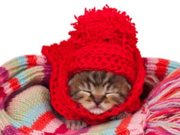 עצות וטרינריות: חתולים לקראת החורף